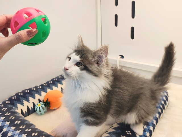 ノルウェージャンフォレストキャット