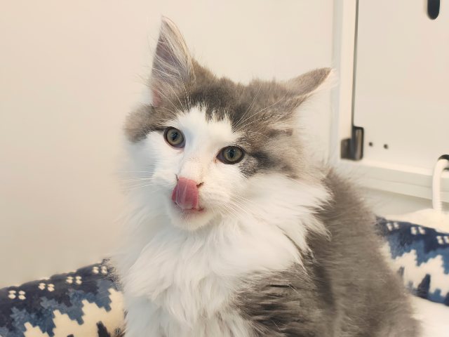 ノルウェージャンフォレストキャット