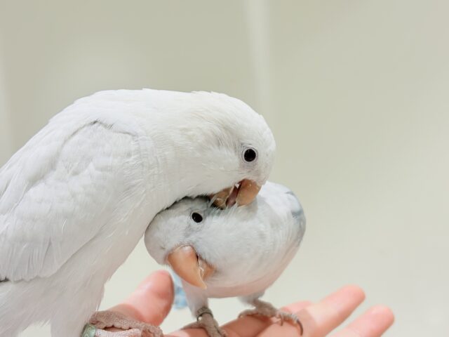 オキナインコ