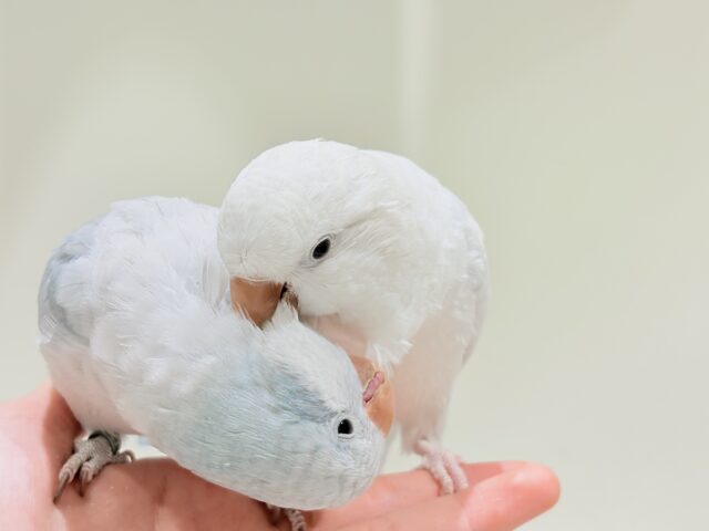 オキナインコ