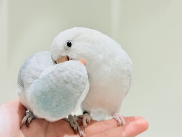 オキナインコ