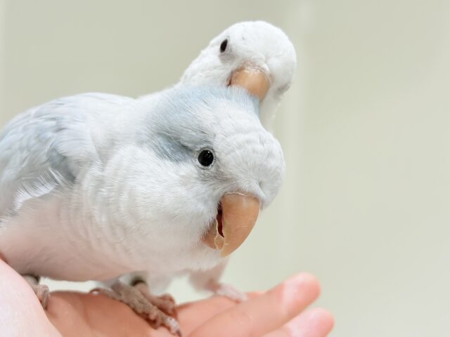 オキナインコ
