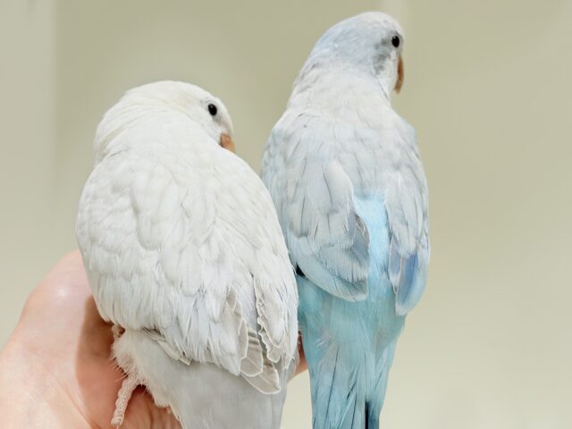 オキナインコ