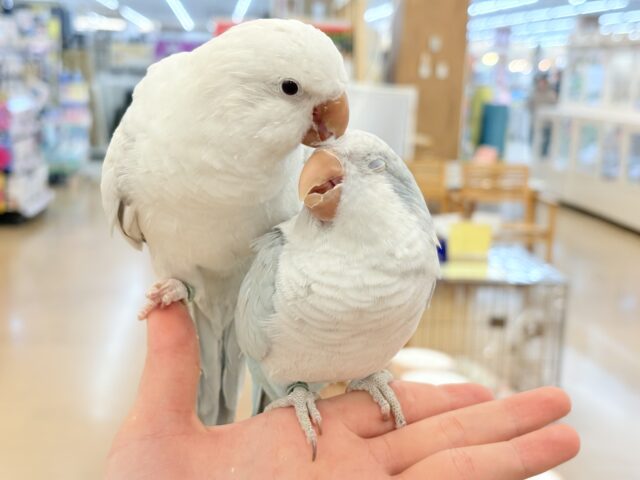 オキナインコ