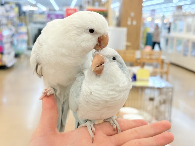 オキナインコ