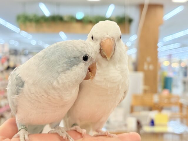 オキナインコ