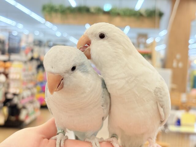 オキナインコ