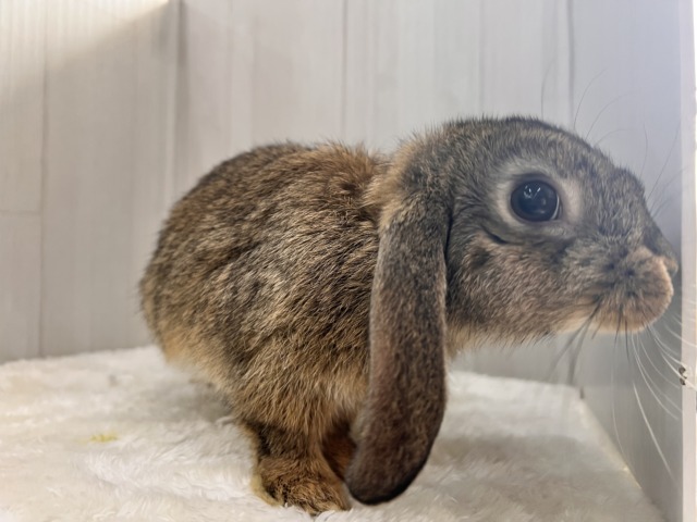 ロップイヤーラビット