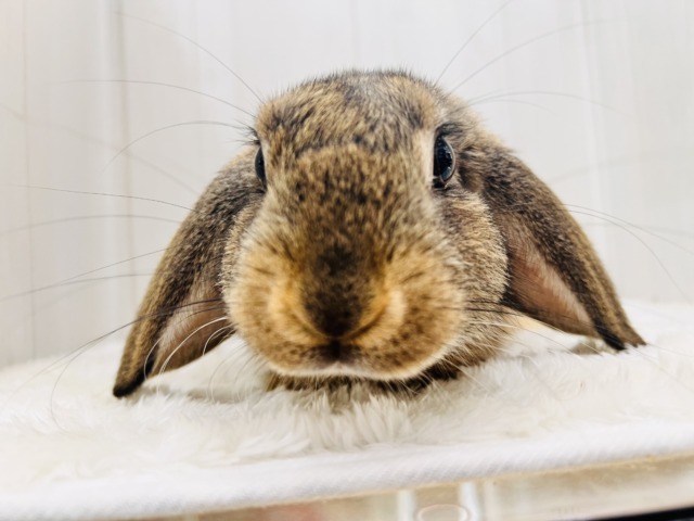 ロップイヤーラビット