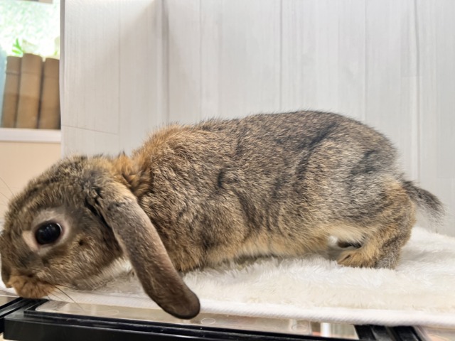 ロップイヤーラビット