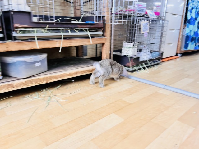 ロップイヤーラビット