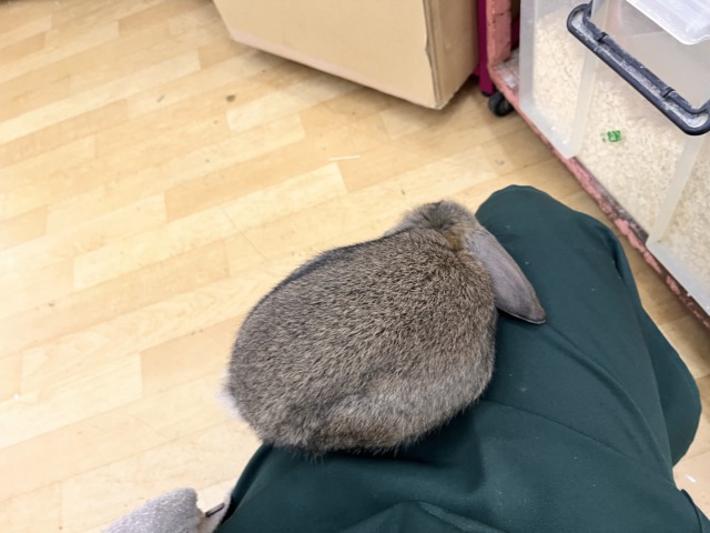 ロップイヤーラビット