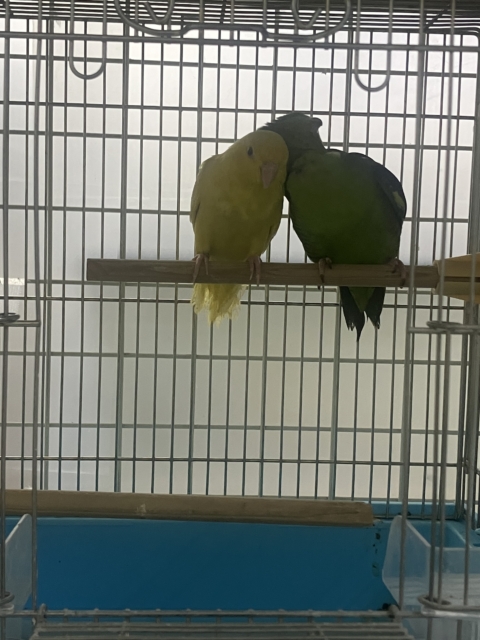 サザナミインコ