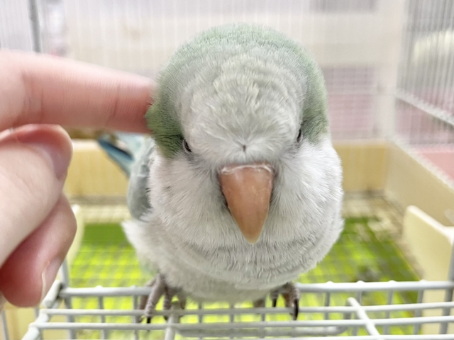 オキナインコ