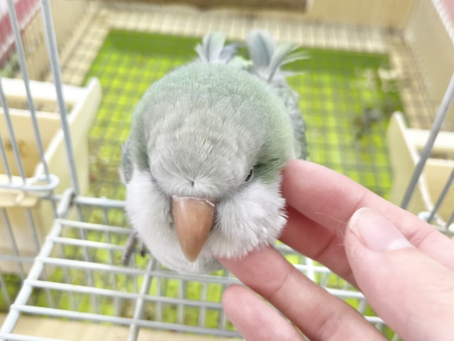 オキナインコ