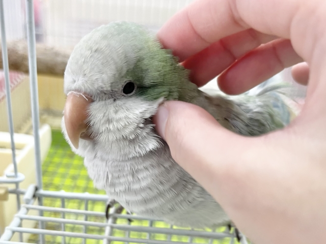 オキナインコ
