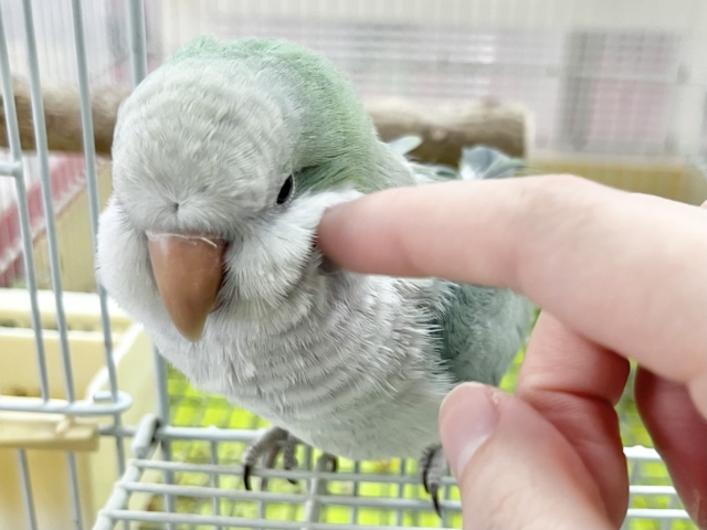 オキナインコ