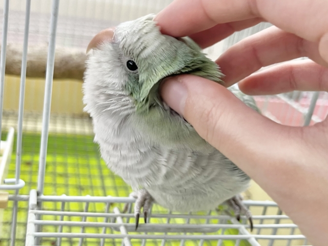 オキナインコ