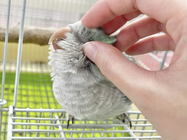 オキナインコ
