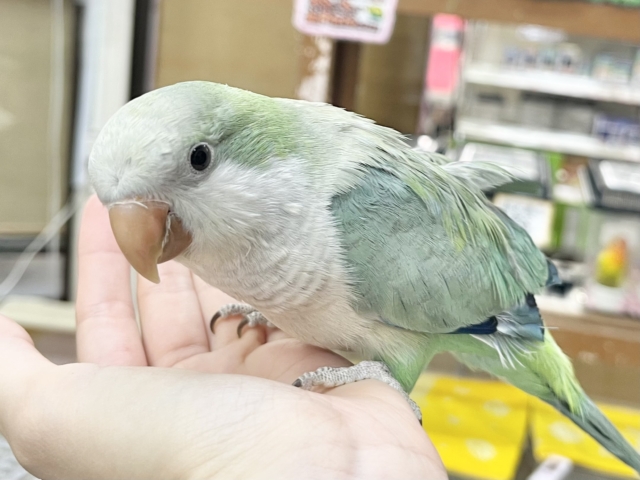 オキナインコ