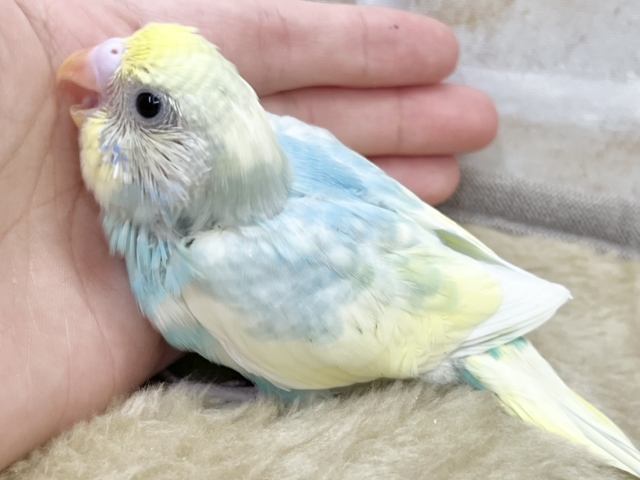 セキセイインコ