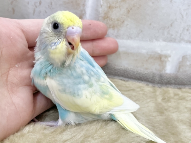 セキセイインコ