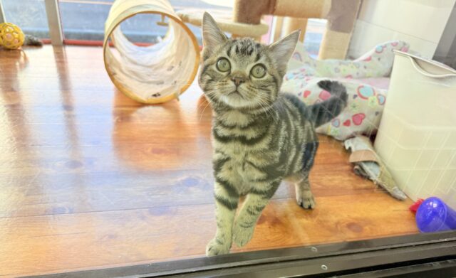 アメリカンショートヘア