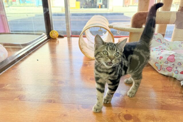 アメリカンショートヘア