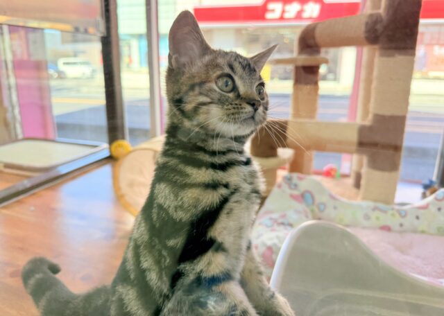 アメリカンショートヘア