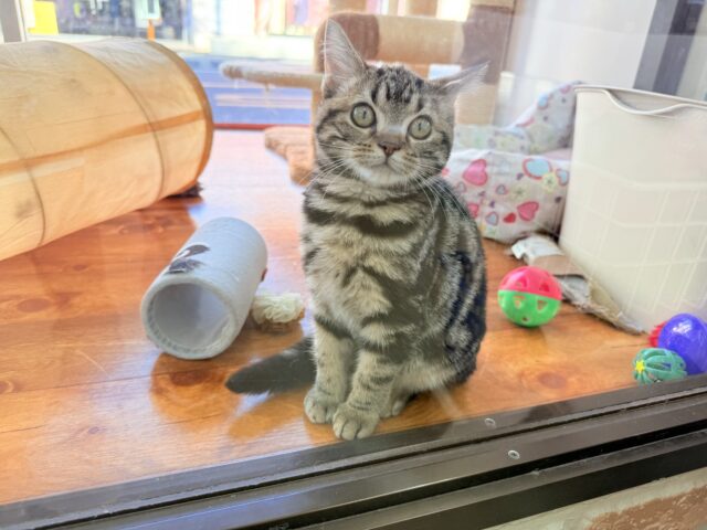 アメリカンショートヘア