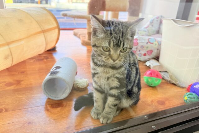 アメリカンショートヘア