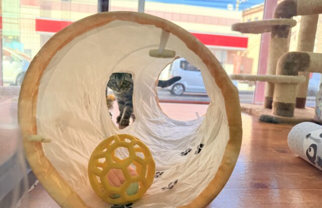 アメリカンショートヘア