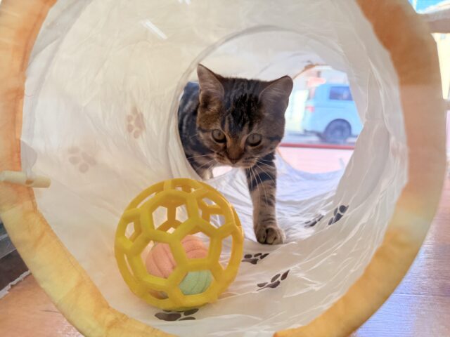 アメリカンショートヘア