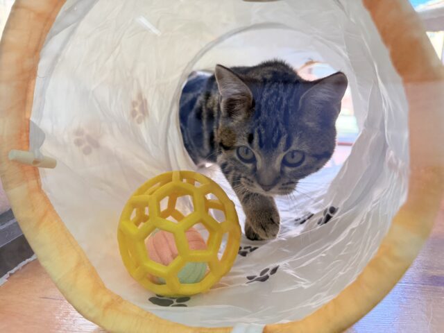 アメリカンショートヘア