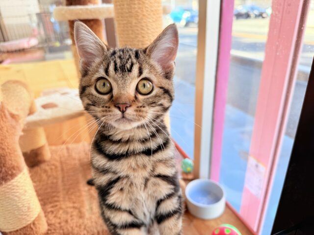 アメリカンショートヘア