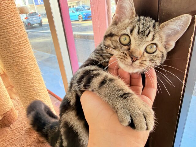 アメリカンショートヘア