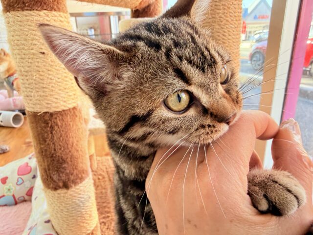 アメリカンショートヘア