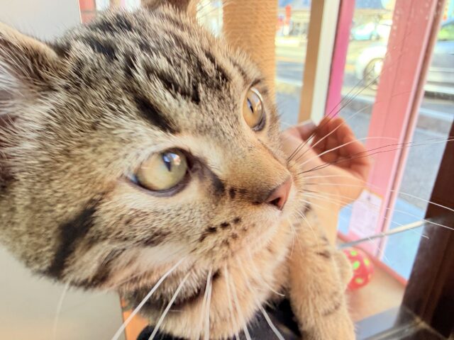 アメリカンショートヘア