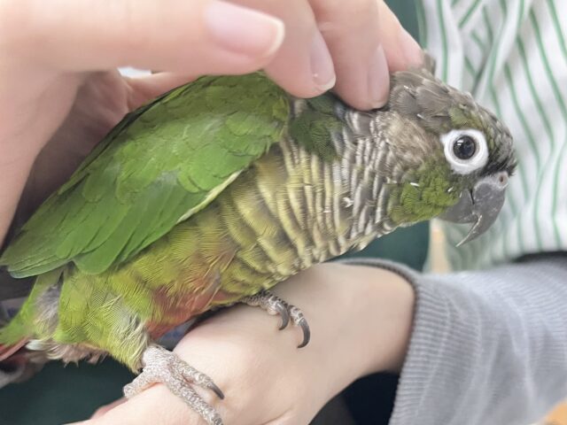ホオミドリウロコインコ