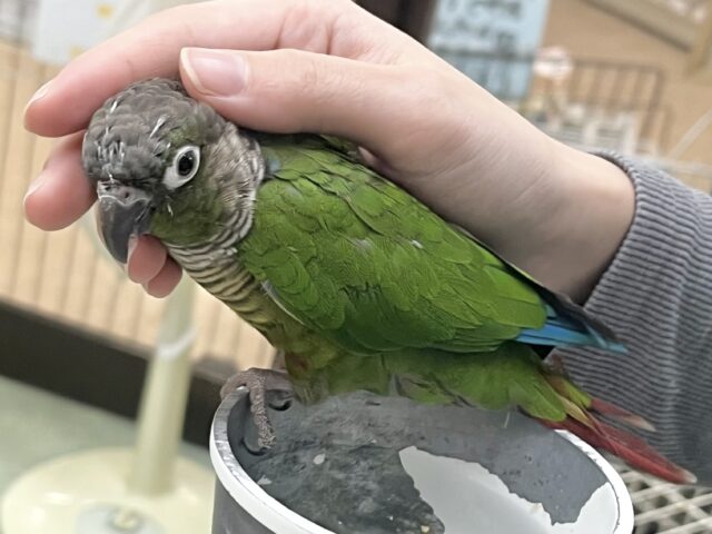 ホオミドリウロコインコ
