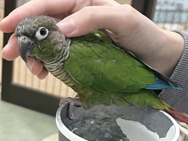 ホオミドリウロコインコ