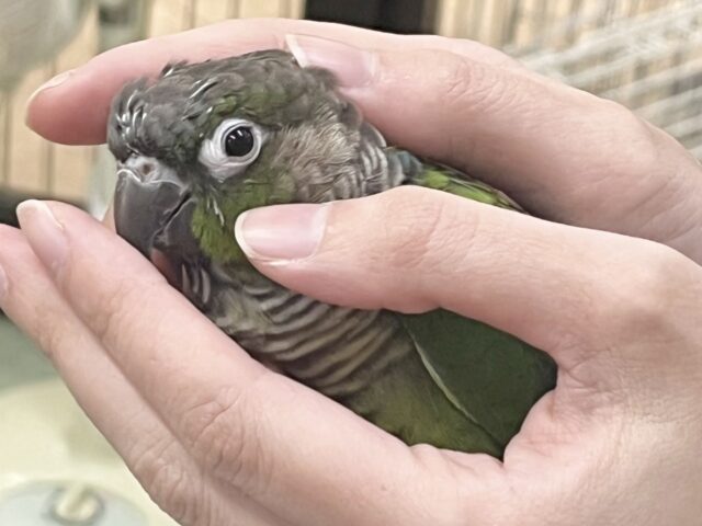 ホオミドリウロコインコ