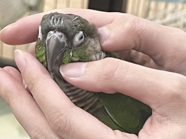 ホオミドリウロコインコ