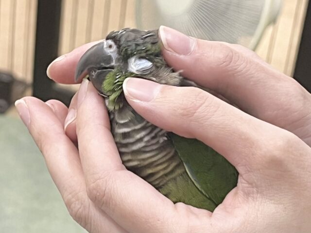 ホオミドリウロコインコ