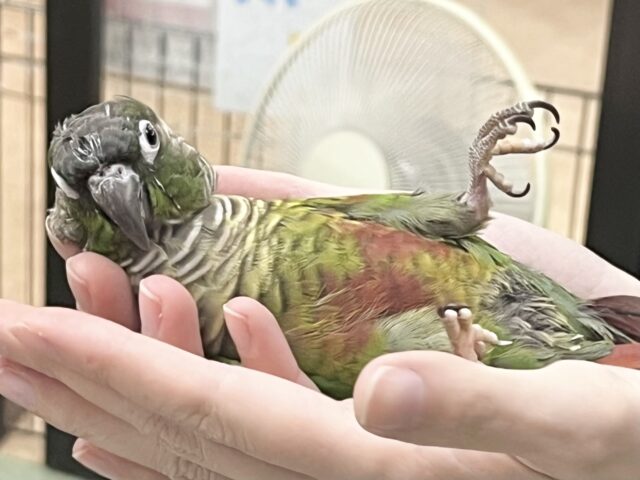 ホオミドリウロコインコ