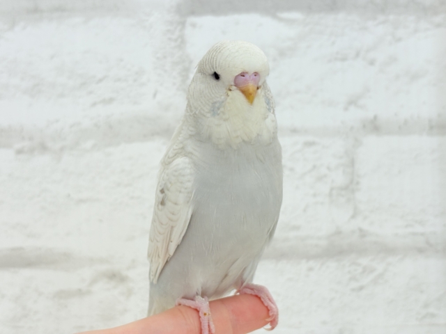 ジャンボセキセイインコ