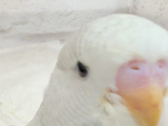 ジャンボセキセイインコ