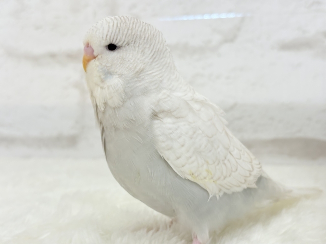 ジャンボセキセイインコ