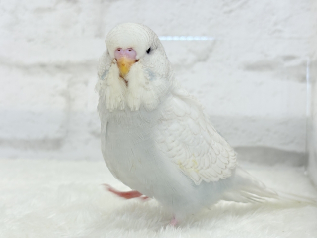 ジャンボセキセイインコ