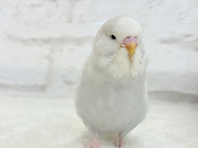 ジャンボセキセイインコ